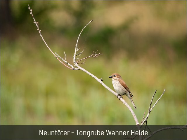 Neuntöter - Tongrube Wahner Heide