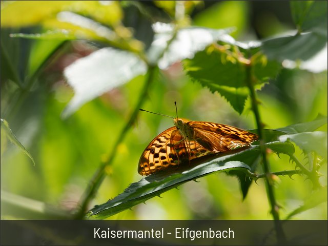 Kaisermantel - Eifgenbach