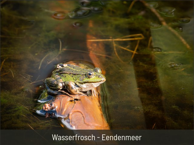 Wasserfrosch - Eendenmeer