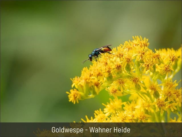 Goldwespe - Wahner Heide