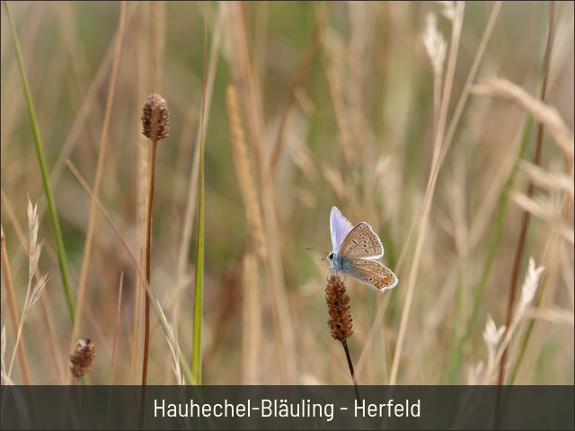 Hauhechel-Bläuling - Herfeld