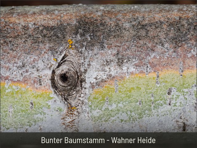 Bunter Baumstamm - Wahner Heide