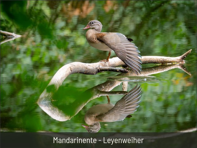 Mandarinente - Leyenweiher