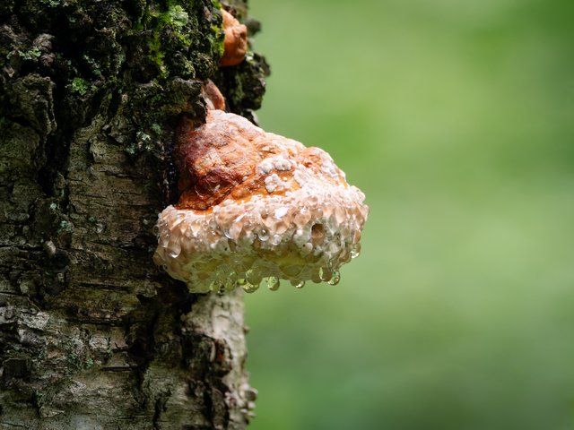 Rotrandiger Baumschwamm - Wahner Heide