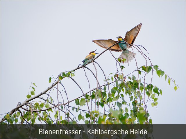 Bienenfresser - Kahlbergsche Heide
