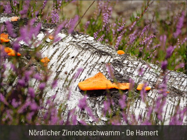 Nördlicher Zinnoberschwamm - De Hamert