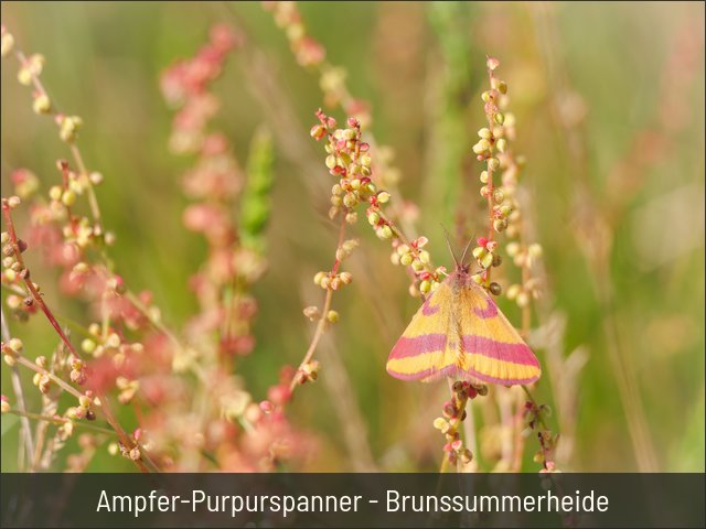 Ampfer-Purpurspanner - Brunssummerheide