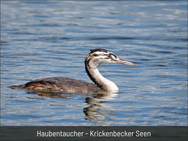 Haubentaucher - Krickenbecker Seen