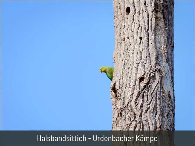 Halsbandsittich - Urdenbacher Kämpe