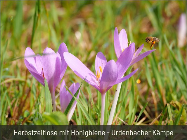 Herbstzeitlose mit Honigbiene - Urdenbacher Kämpe