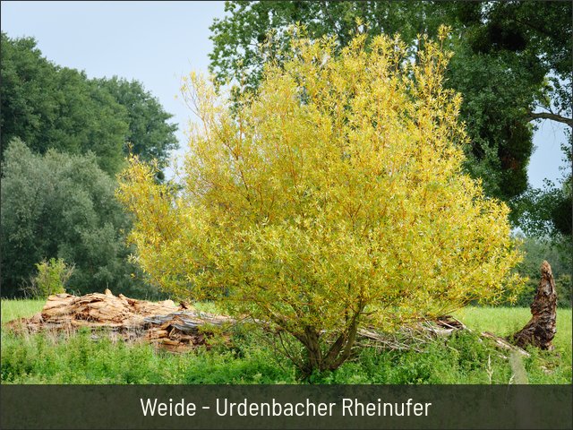 Weide - Urdenbacher Rheinufer