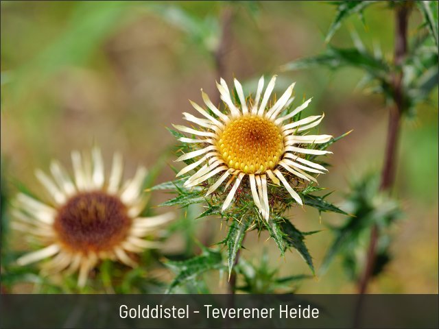 Golddistel - Teverener Heide