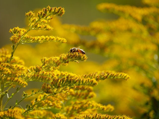 Honigbiene auf Goldruten - Himmelgeister Schlaufe