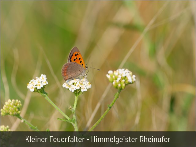 Kleiner Feuerfalter - Himmelgeister Rheinufer