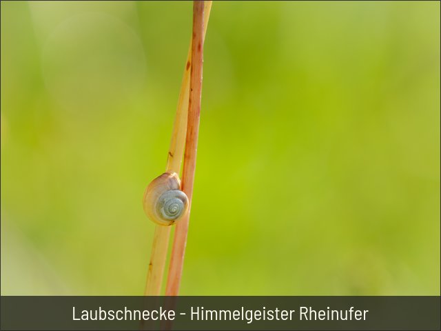 Laubschnecke - Himmelgeister Rheinufer