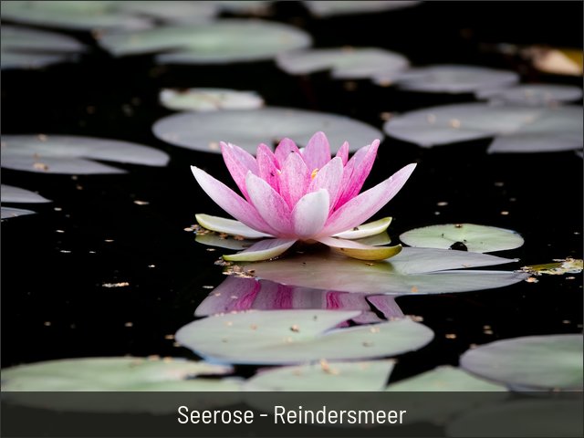 Seerose - Reindersmeer