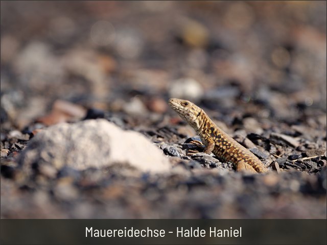 Mauereidechse - Halde Haniel