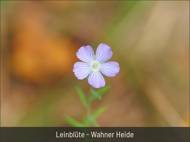 Leinblüte - Wahner Heide