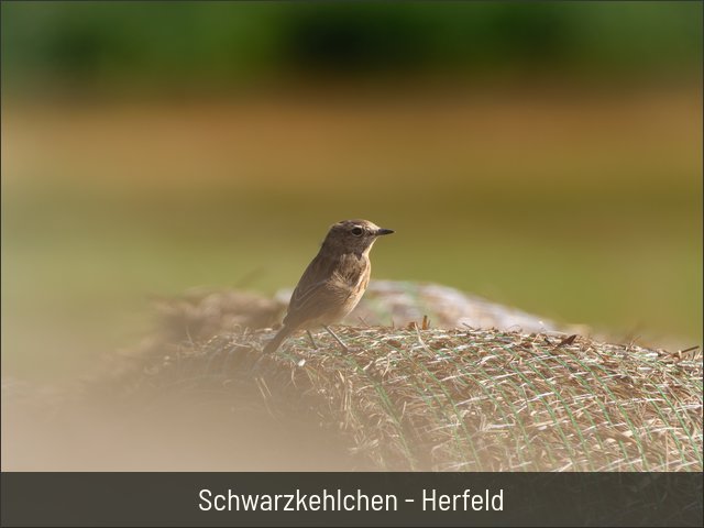 Schwarzkehlchen - Herfeld