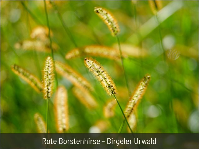 Rote Borstenhirse - Birgeler Urwald