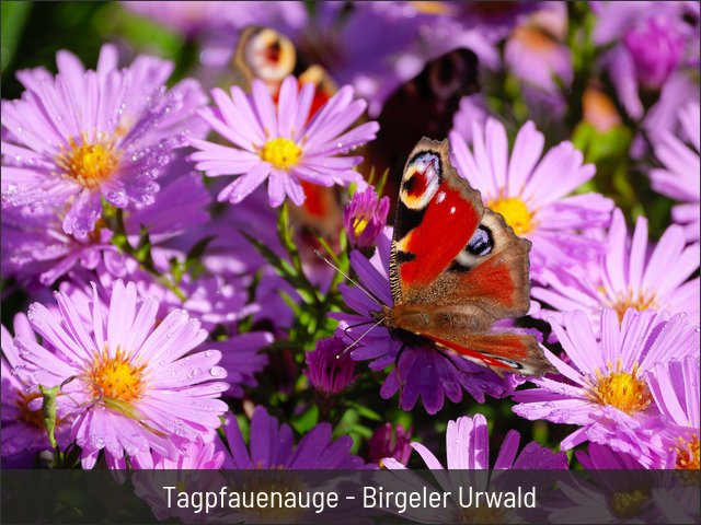 Tagpfauenauge - Birgeler Urwald