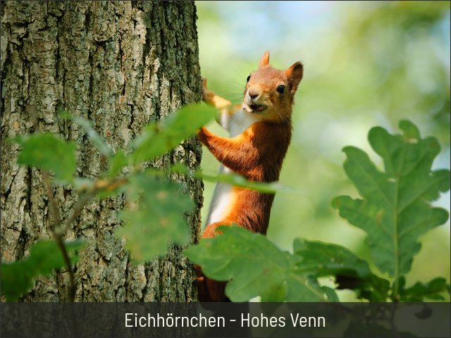 Eichhörnchen - Hohes Venn