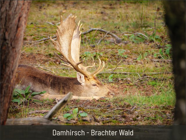 Damhirsch - Brachter Wald