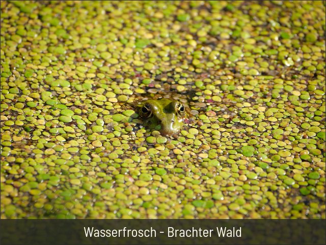 Wasserfrosch - Brachter Wald