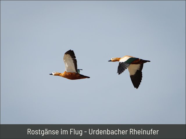 Rostgänse im Flug - Urdenbacher Rheinufer