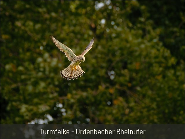 Turmfalke - Urdenbacher Rheinufer