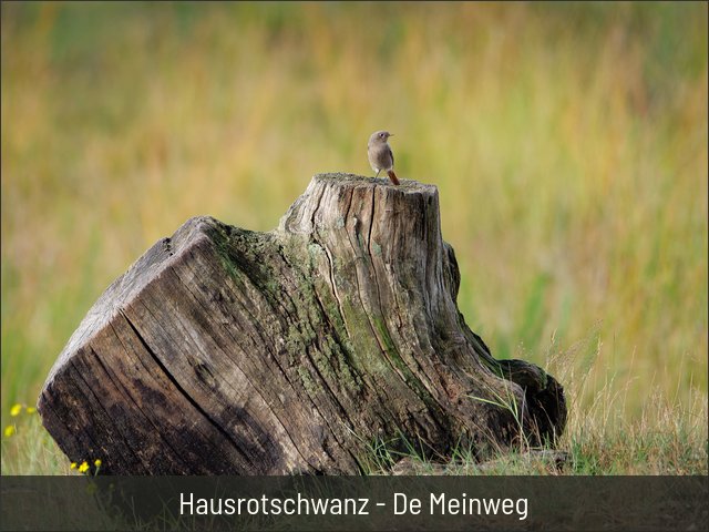 Hausrotschwanz - De Meinweg