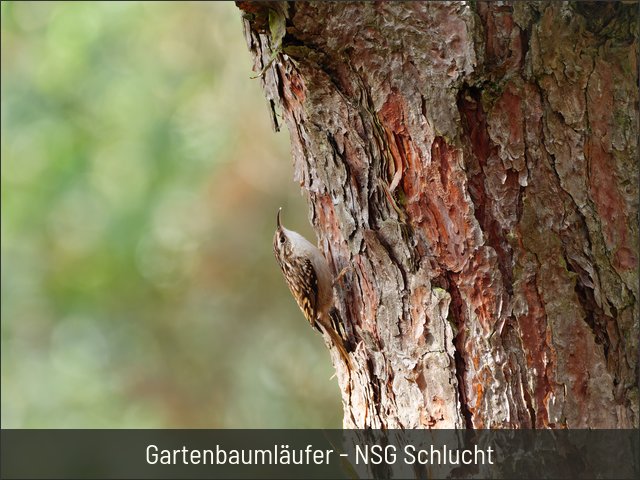 Gartenbaumläufer - NSG Schlucht