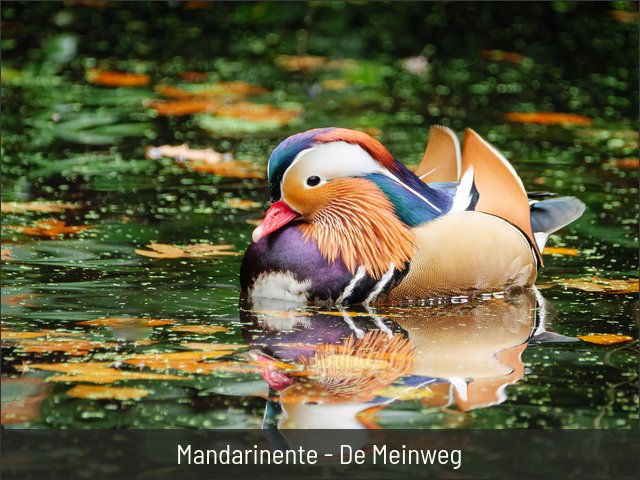 Mandarinente - De Meinweg