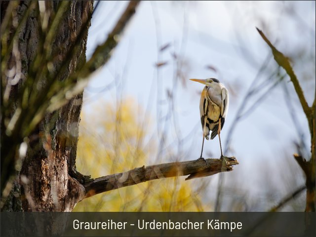 Graureiher - Urdenbacher Kämpe