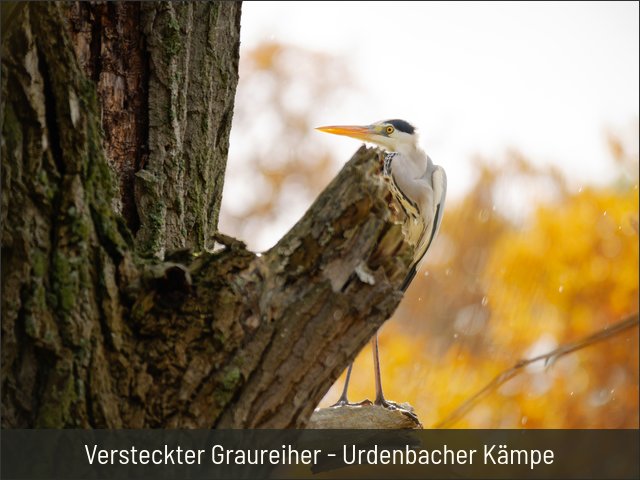 Versteckter Graureiher - Urdenbacher Kämpe