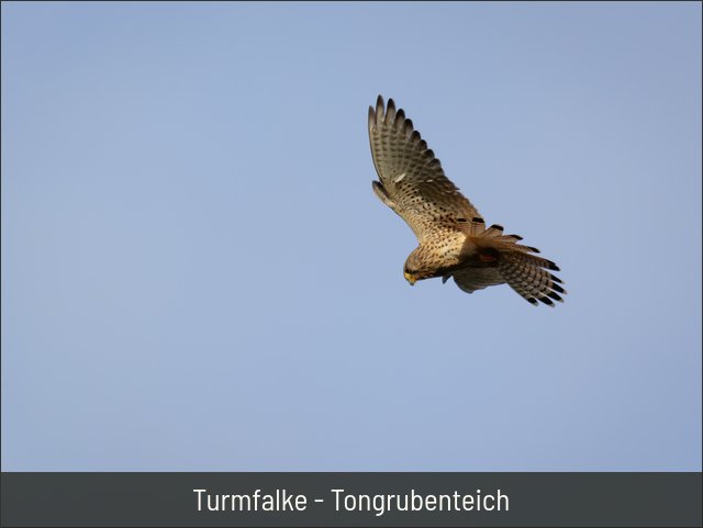 Turmfalke - Tongrubenteich