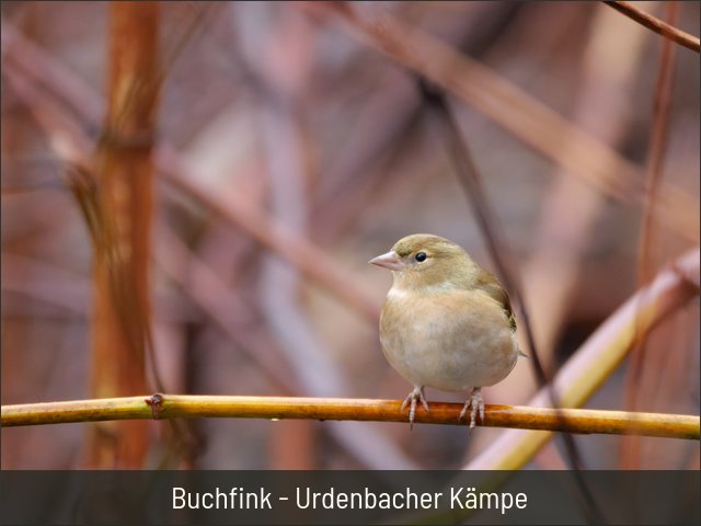 Buchfink - Urdenbacher Kämpe