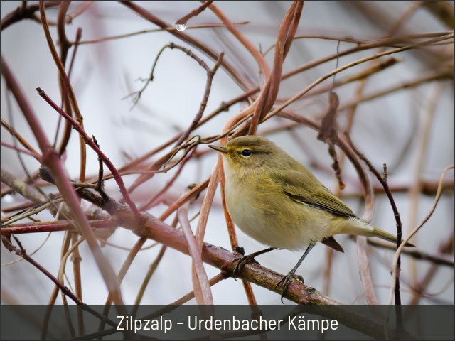 Zilpzalp - Urdenbacher Kämpe