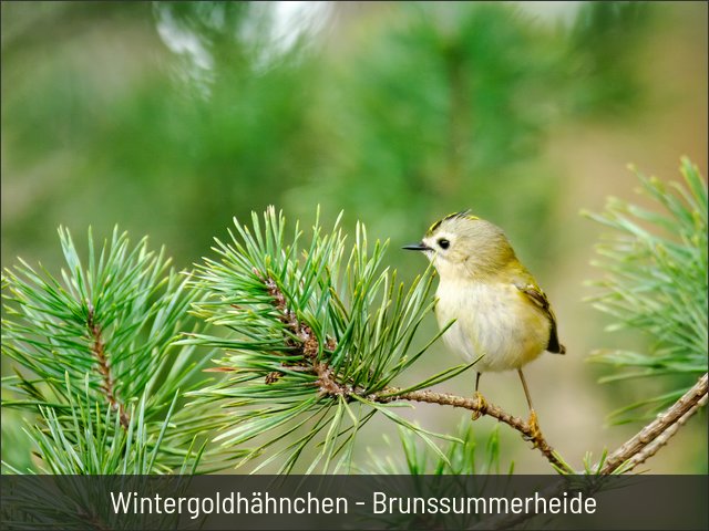 Wintergoldhähnchen - Brunssummerheide