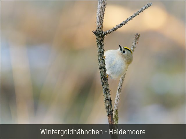 Wintergoldhähnchen - Heidemoore