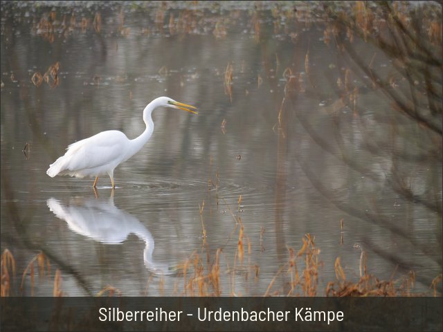 Silberreiher - Urdenbacher Kämpe