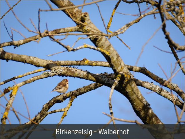 Birkenzeisig - Walberhof