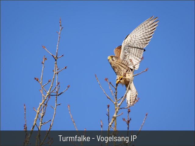 Turmfalke - Vogelsang IP