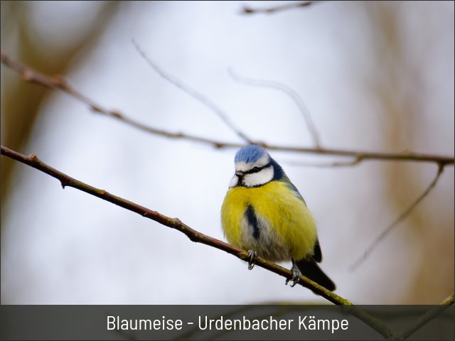 Blaumeise - Urdenbacher Kämpe