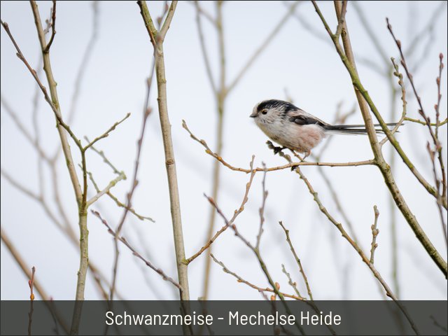 Schwanzmeise - Mechelse Heide