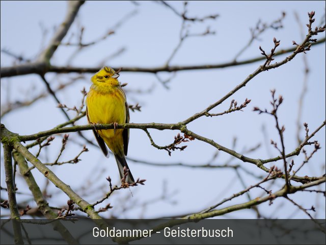 Goldammer - Geisterbusch