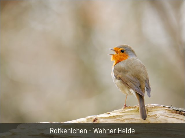 Rotkehlchen - Wahner Heide