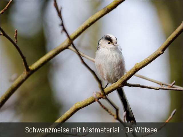 Schwanzmeise mit Nistmaterial - De Wittsee