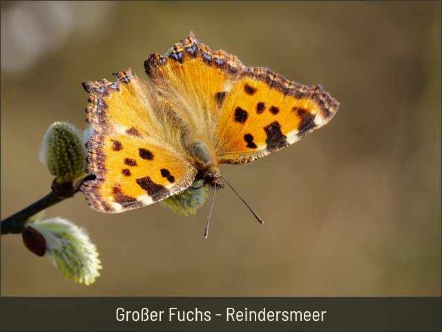 Großer Fuchs - Reindersmeer