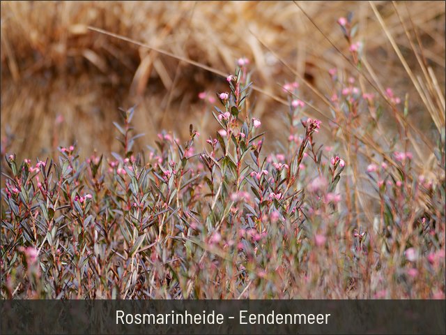Rosmarinheide - Eendenmeer